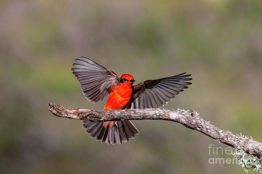 7900 Vermilion Flycatcher Photograph by Craig Corwin - Pixels