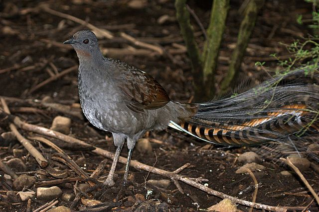 Lyrebirds