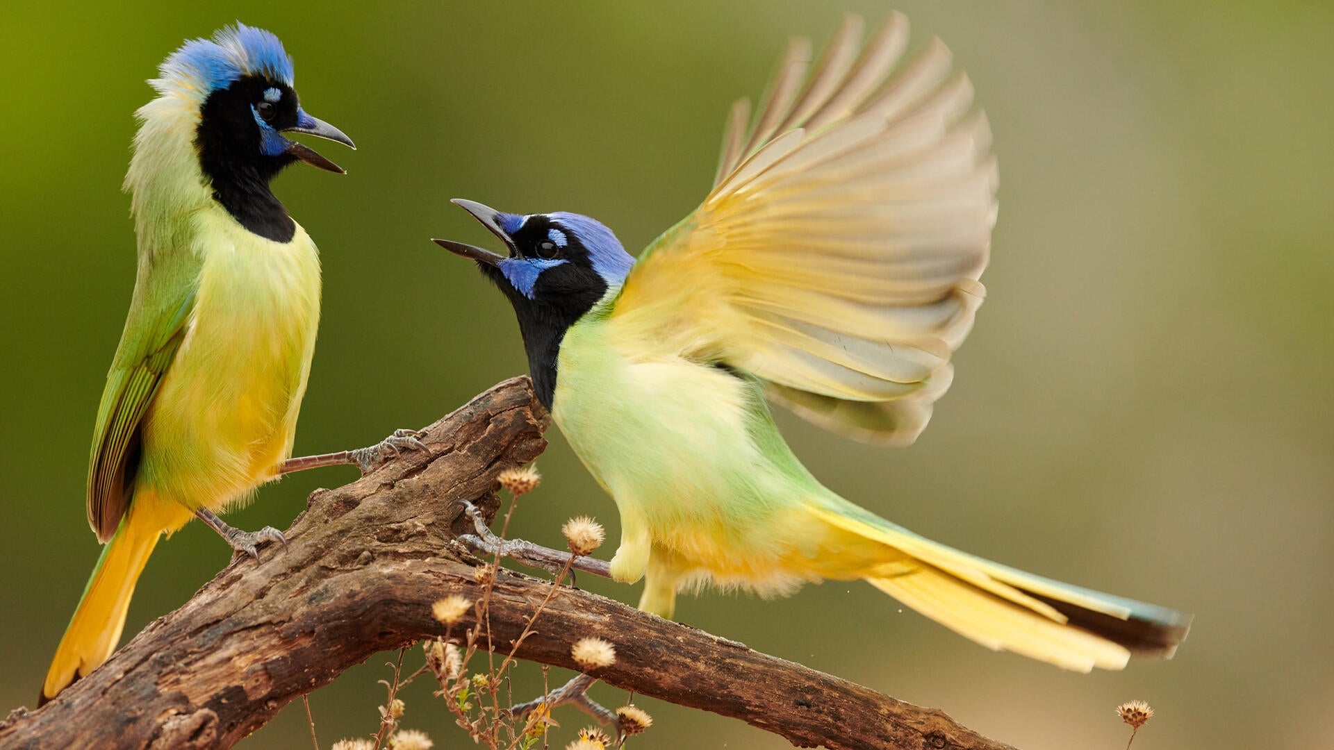 Green Jay | Audubon Field Guide