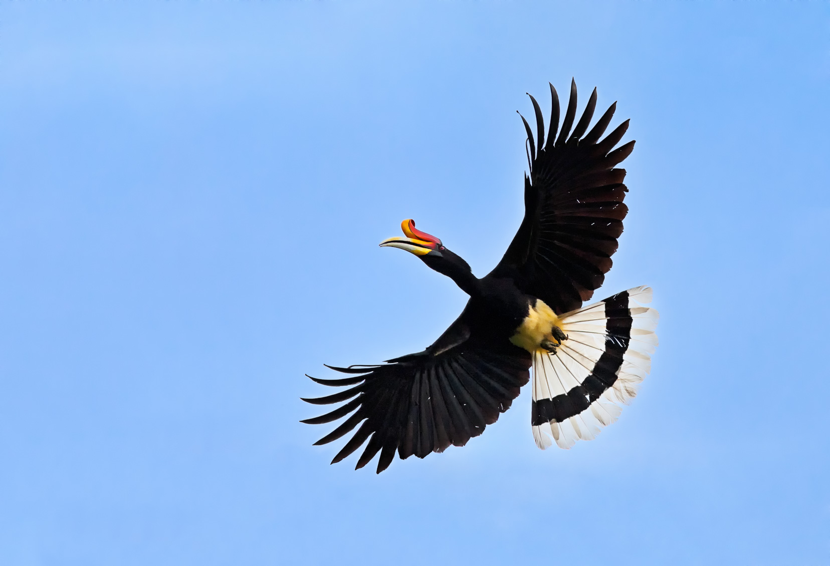 Rhinoceros Hornbill In Flight • Bird Photography Prints For Sale